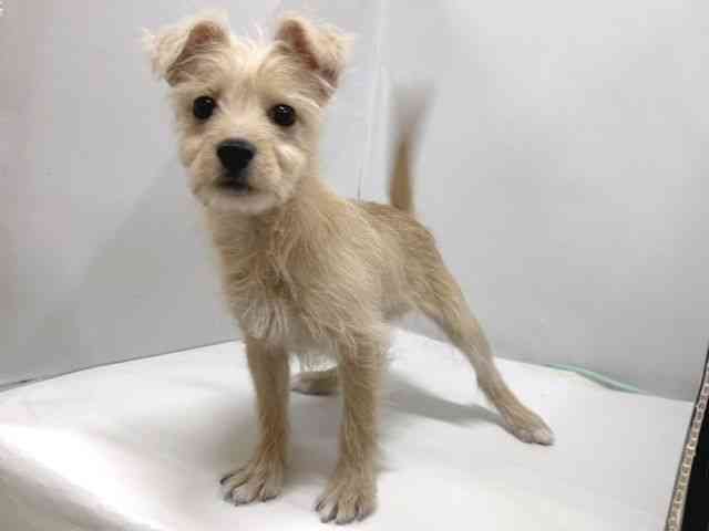 奈良県のポメシュナ/シュナポメ(ポメラニアン×シュナウザー) (ひごペットフレンドリー奈良パワーシティ店/2025年10月14日生まれ/男の子/クリーム)の子犬の2枚目の画像