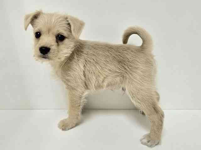 愛知県のポメシュナ/シュナポメ(ポメラニアン×シュナウザー) (ひごペットフレンドリーイトーヨーカドー知多店/2025年10月14日生まれ/男の子/クリーム)の子犬の2枚目の画像