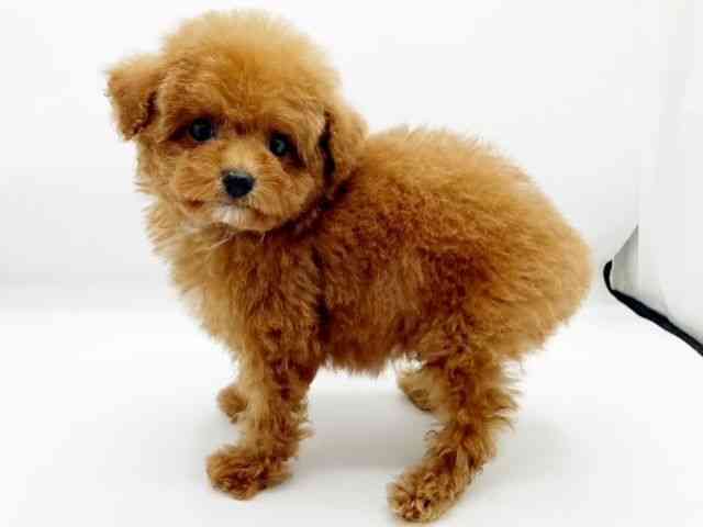 兵庫県のトイプードル(トイ) (ひごペットフレンドリーコロワ甲子園店/2025年10月8日生まれ/男の子/レッド)の子犬の2枚目の画像