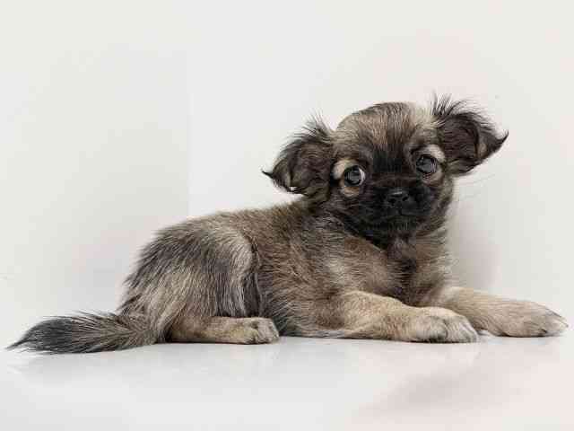 奈良県のチワズー/チワシーズ(チワワ×シーズー) (ひごペットフレンドリーイオンモール橿原ウエスト・ビレッジ店/2025年10月11日生まれ/女の子/フォーン)の子犬の2枚目の画像