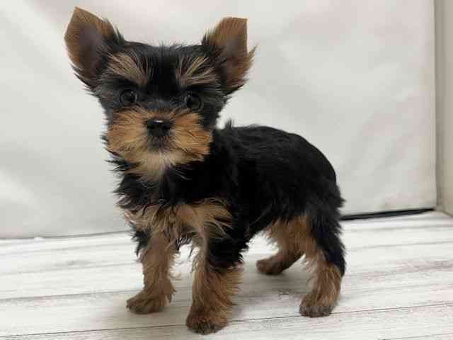 和歌山県のヨークシャーテリア (ひごペットフレンドリーパームシティ和歌山店/2025年10月14日生まれ/男の子/スチールブルータン)の子犬の2枚目の画像