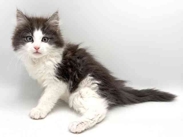 奈良県のノルウェージャンフォレストキャット (ひごペットフレンドリー田原本店/2025年10月14日生まれ/男の子/ブルータビーホワイト)の子猫の2枚目の画像