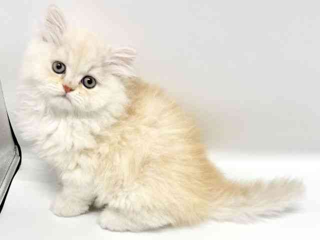 大阪府のエキゾチック (ひごペットフレンドリーイオンタウン豊中庄内店/2025年10月12日生まれ/男の子/レッドタビー)の子猫の2枚目の画像