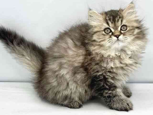 大阪府のエキゾチック (ひごペットフレンドリーイトーヨーカドー津久野店/2025年10月12日生まれ/女の子/ブラウンパッチドタビー)の子猫の2枚目の画像