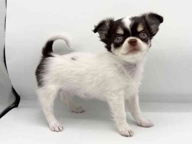 大阪府のチワワ(ロング) (ひごペットフレンドリーららぽーとEXPOCITY店/2025年10月12日生まれ/女の子/ホワイトチョコレートタン)の子犬の2枚目の画像