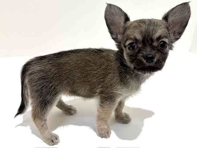 大阪府のチワワ(ロング) (ひごペットフレンドリーイオン高槻店/2025年10月15日生まれ/女の子/フォーン)の子犬の2枚目の画像