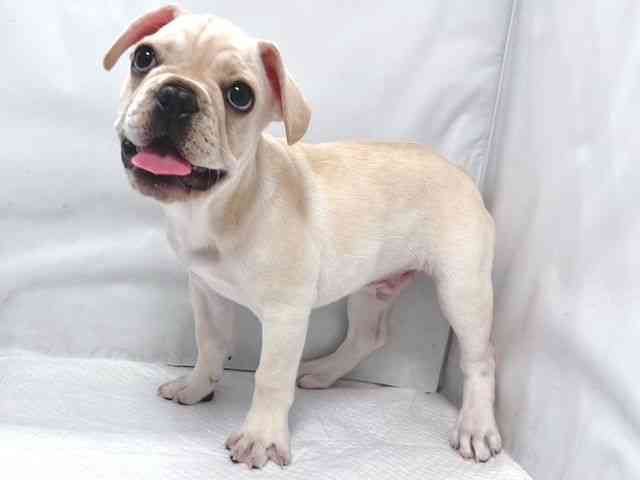 大阪府のフレンチブルドッグ (ひごペットフレンドリー堺プラットプラット店/2025年10月12日生まれ/男の子/クリーム)の子犬の2枚目の画像