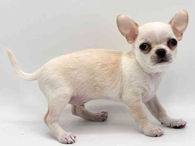 大阪府のチワワ(スムース) (ひごペットフレンドリーみのおキューズモール店/2025年10月13日生まれ/男の子/クリーム)の子犬の2枚目の画像