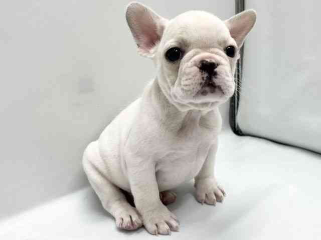 京都府のフレンチブルドッグ (ひごペットフレンドリー京都店/2025年10月10日生まれ/男の子/クリーム)の子犬の2枚目の画像