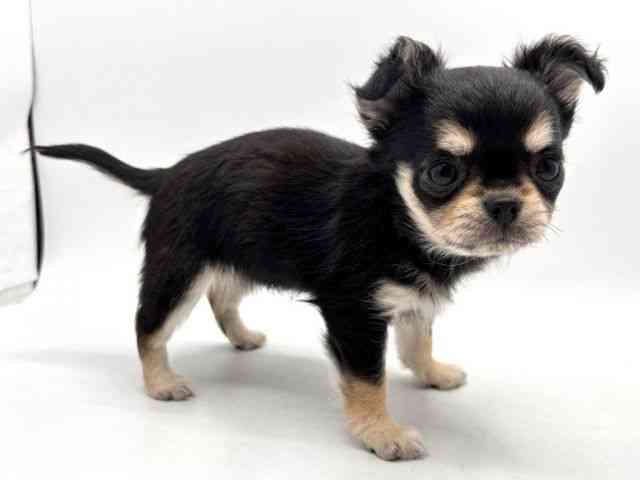 奈良県のチワワ(ロング) (ひごペットフレンドリー田原本店/2025年10月14日生まれ/女の子/ブラックタン)の子犬の2枚目の画像