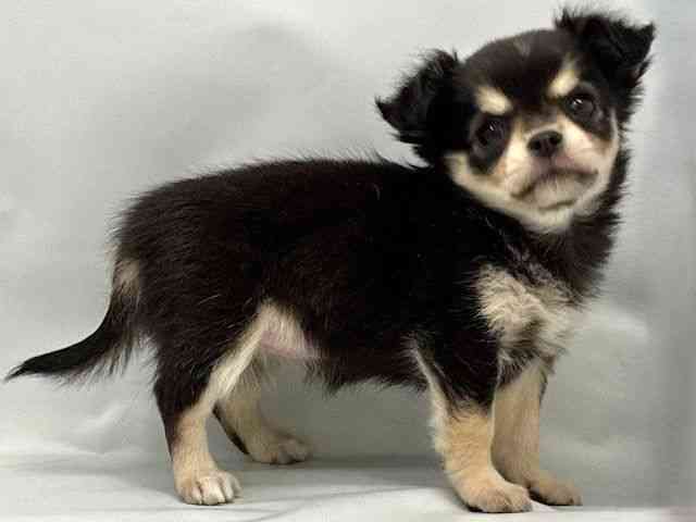 大阪府のチワワ(ロング) (ひごペットフレンドリー東淀川店/2025年10月14日生まれ/女の子/ブラックタン)の子犬の2枚目の画像