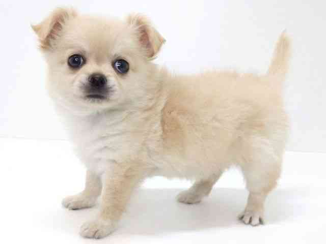 大阪府のチワワ(ロング) (ひごペットフレンドリーいこらもーる泉佐野店/2025年10月14日生まれ/男の子/クリーム)の子犬の2枚目の画像