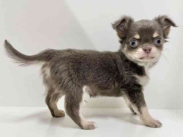 奈良県のチワワ(ロング) (ひごペットフレンドリーイオンモール橿原ウエスト・ビレッジ店/2025年10月12日生まれ/男の子/イザベラタン)の子犬の2枚目の画像