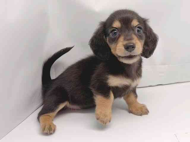 京都府のミニチュアダックスフンド(ロング) (ひごペットフレンドリー洛北阪急スクエア店/2025年10月15日生まれ/女の子/ブラックタン)の子犬の2枚目の画像