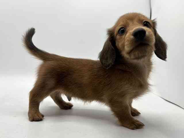 奈良県のミニチュアダックスフンド(ロング) (ひごペットフレンドリー田原本店/2025年10月15日生まれ/男の子/レッド)の子犬の2枚目の画像