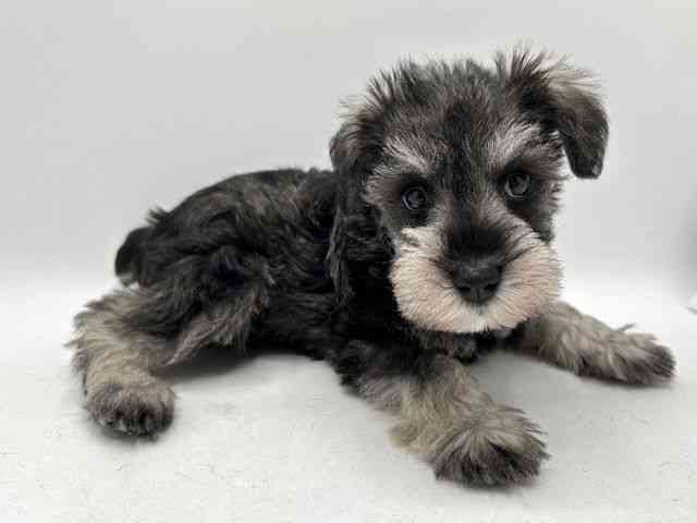 奈良県のミニチュアシュナウザー (ひごペットフレンドリー田原本店/2025年10月15日生まれ/女の子/ソルトペッパー)の子犬の2枚目の画像