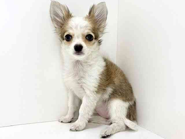 大阪府のチワワ(ロング) (ひごペットフレンドリーいこらもーる泉佐野店/2025年10月15日生まれ/女の子/ホワイトレッド)の子犬の2枚目の画像