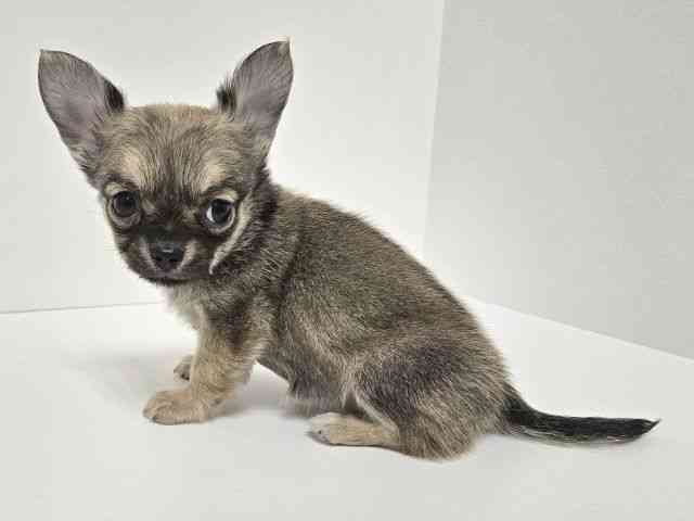 愛知県のチワワ(ロング) (ひごペットフレンドリーイトーヨーカドー知多店/2025年10月15日生まれ/女の子/フォーン)の子犬の2枚目の画像