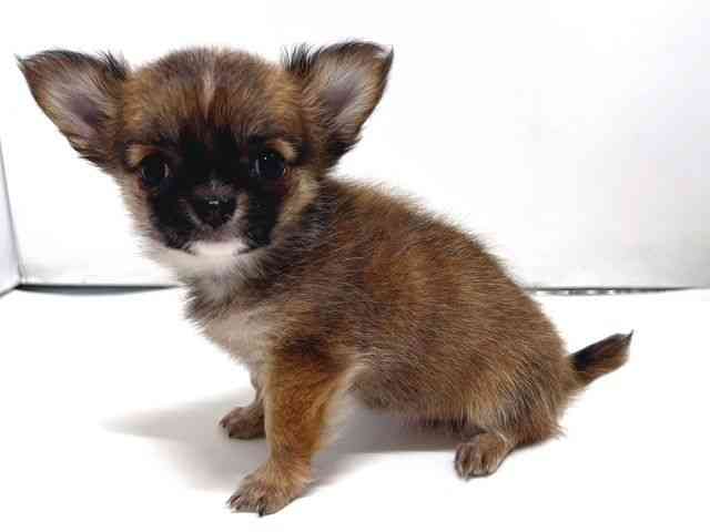 奈良県のチワワ(ロング) (ひごペットフレンドリー奈良パワーシティ店/2025年10月15日生まれ/女の子/レッド)の子犬の2枚目の画像