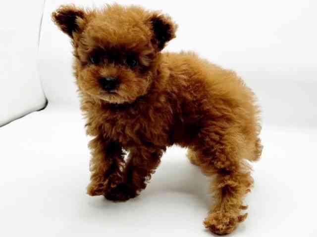 兵庫県のトイプードル(トイ) (ひごペットフレンドリーコロワ甲子園店/2025年10月8日生まれ/女の子/レッドフォーン)の子犬の2枚目の画像