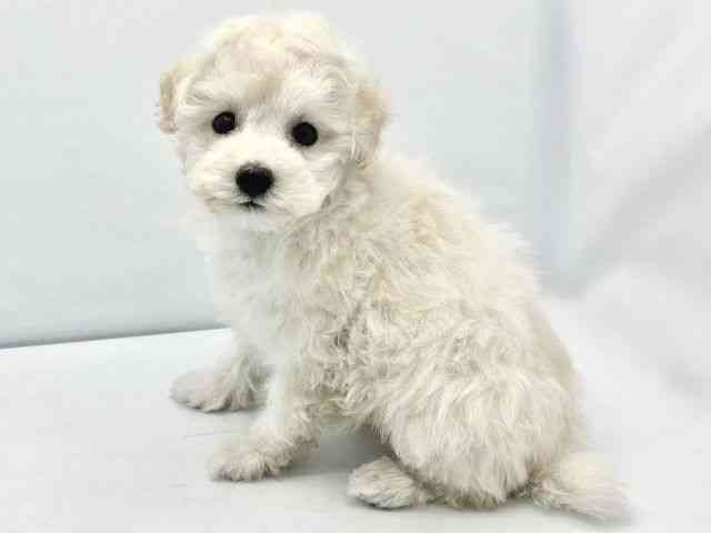 大阪府のトイプードル(トイ) (ひごペットフレンドリーイトーヨーカドー津久野店/2025年10月16日生まれ/男の子/ホワイト)の子犬の2枚目の画像