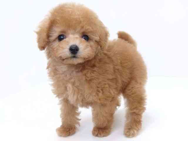 大阪府のトイプードル(トイ) (ひごペットフレンドリーいこらもーる泉佐野店/2025年10月15日生まれ/男の子/オレンジフォーン)の子犬の2枚目の画像