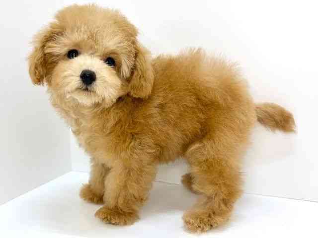 大阪府のトイプードル(トイ) (ひごペットフレンドリーいこらもーる泉佐野店/2025年10月15日生まれ/男の子/オレンジフォーン)の子犬の2枚目の画像