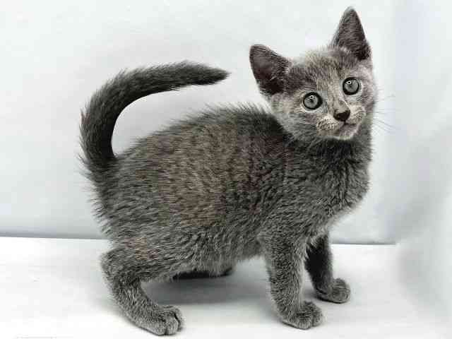 大阪府のロシアンブルー (ひごペットフレンドリーイトーヨーカドー津久野店/2025年10月15日生まれ/男の子/ブルー)の子猫の2枚目の画像