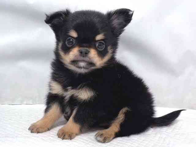 大阪府のチワワ(ロング) (ひごペットフレンドリー堺プラットプラット店/2025年10月15日生まれ/男の子/ブラッククリーム)の子犬の2枚目の画像