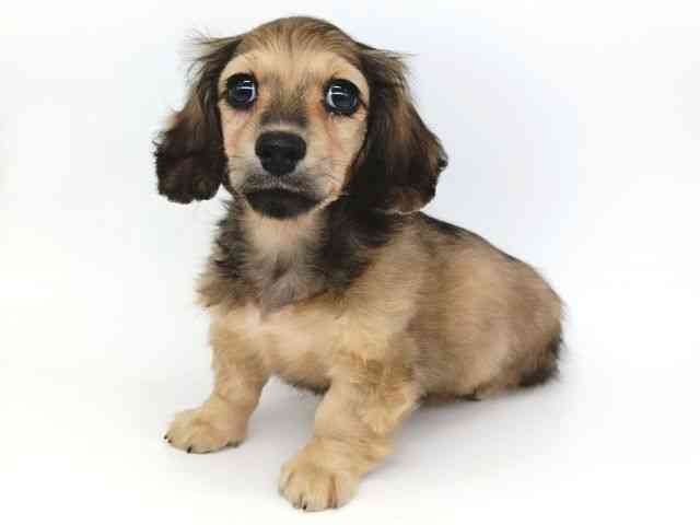 大阪府のミニチュアダックスフンド(ロング) (ひごペットフレンドリー泉ヶ丘店/2025年10月10日生まれ/女の子/シェーデットイエロー)の子犬の2枚目の画像