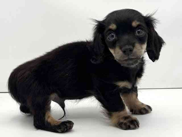 兵庫県のミニチュアダックスフンド(ロング) (ひごペットフレンドリークラウンパーク伊丹店/2025年10月10日生まれ/男の子/ブラックイエロー)の子犬の2枚目の画像