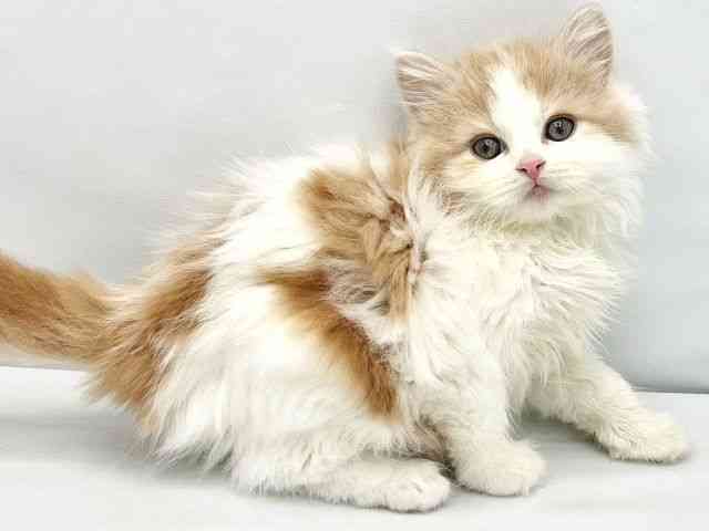 大阪府のスコティッシュフォールド (ひごペットフレンドリーイトーヨーカドー津久野店/2025年10月15日生まれ/女の子/レッドタビーホワイト)の子猫の2枚目の画像