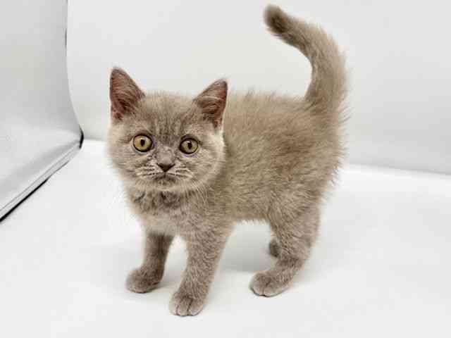 大阪府のブリティッシュショートヘアー (ひごペットフレンドリーイオンタウン豊中庄内店/2025年10月9日生まれ/女の子/ライラック)の子猫の2枚目の画像