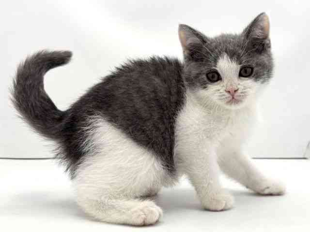 兵庫県のブリティッシュショートヘアー (ひごペットフレンドリークラウンパーク伊丹店/2025年10月15日生まれ/男の子/ブルーホワイト)の子猫の2枚目の画像