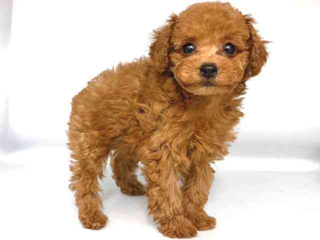 大阪府のトイプードル(トイ) (ひごペットフレンドリー岸和田店/2025年10月12日生まれ/女の子/レッドフォーン)の子犬の2枚目の画像