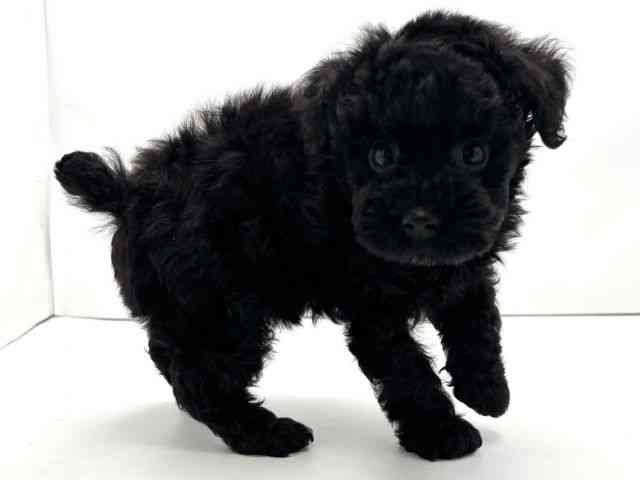 兵庫県のトイプードル(トイ) (ひごペットフレンドリークラウンパーク伊丹店/2025年10月15日生まれ/女の子/ブラック)の子犬の2枚目の画像