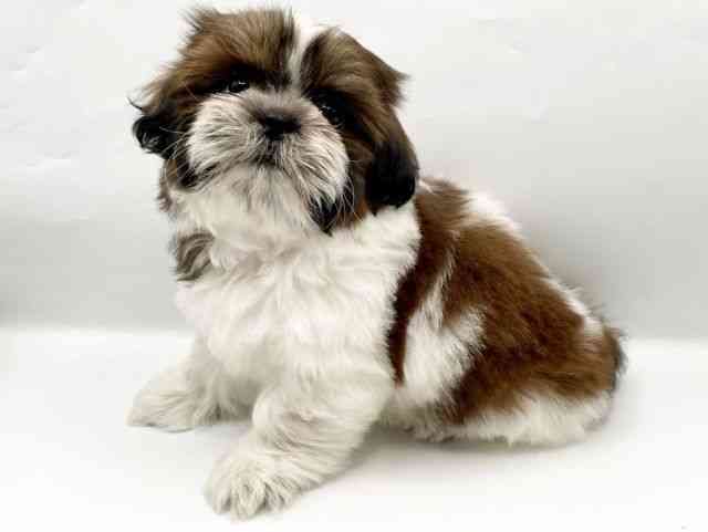 奈良県のシーズー (ひごペットフレンドリートナリエ大和高田店/2025年10月15日生まれ/男の子/ゴールドホワイト)の子犬の2枚目の画像