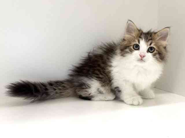 兵庫県のラガマフィン (ひごペットフレンドリーイトーヨーカドー明石店/2025年10月10日生まれ/男の子/ブラウンマッカレルタビーホワイト)の子猫の2枚目の画像