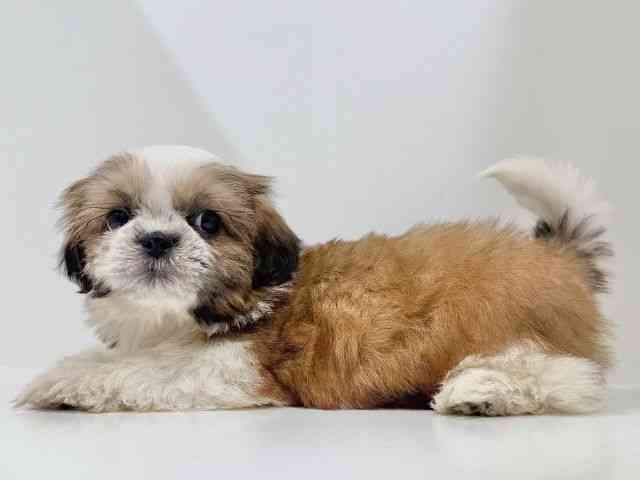 奈良県のシーズー (ひごペットフレンドリーイオンモール橿原ウエスト・ビレッジ店/2025年10月10日生まれ/男の子/ゴールドホワイト)の子犬の2枚目の画像