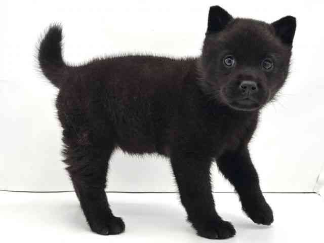 兵庫県の甲斐犬 (ひごペットフレンドリークラウンパーク伊丹店/2025年10月16日生まれ/女の子/黒虎)の子犬の2枚目の画像