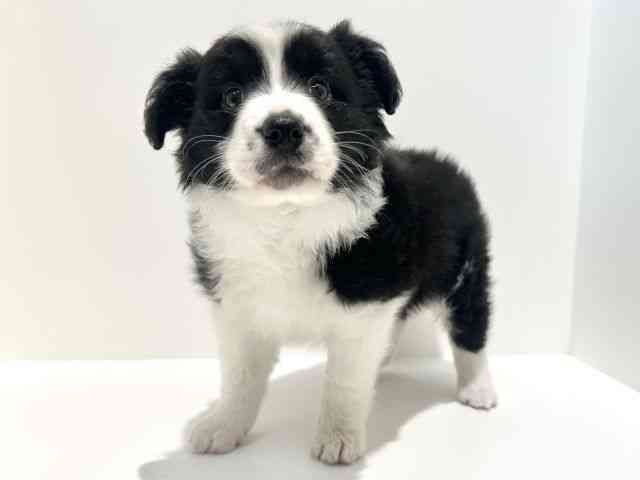 大阪府のボーダーコリー (ひごペットフレンドリーイオン高槻店/2025年10月19日生まれ/男の子/ブラックホワイト)の子犬の2枚目の画像