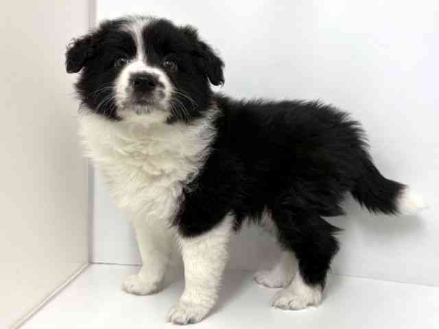 大阪府のボーダーコリー (ひごペットフレンドリーベルファⅡ都島店/2025年10月19日生まれ/女の子/ブラックホワイト)の子犬の2枚目の画像