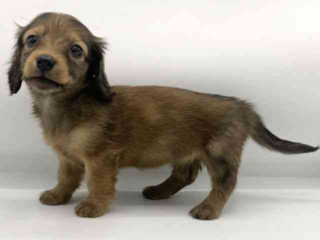 大阪府のカニンヘンダックスフンド(ロング) (ひごペットフレンドリーららぽーとEXPOCITY店/2025年10月19日生まれ/女の子/レッド)の子犬の2枚目の画像