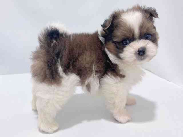 大阪府のポメズー/ポメシーズ(ポメラニアン×シーズー) (ひごペットフレンドリーイズミヤショッピングセンター千里丘店/2025年10月18日生まれ/男の子/ゴールドホワイト)の子犬の2枚目の画像