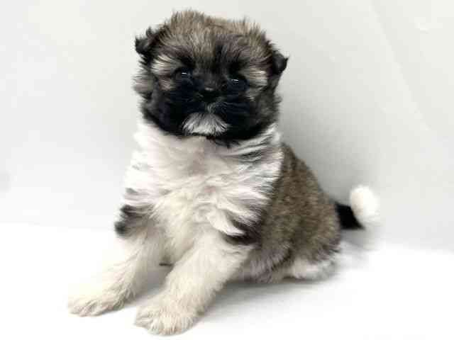 京都府のポメズー/ポメシーズ(ポメラニアン×シーズー) (ひごペットフレンドリー京都店/2025年10月18日生まれ/女の子/ゴールドホワイト)の子犬の2枚目の画像