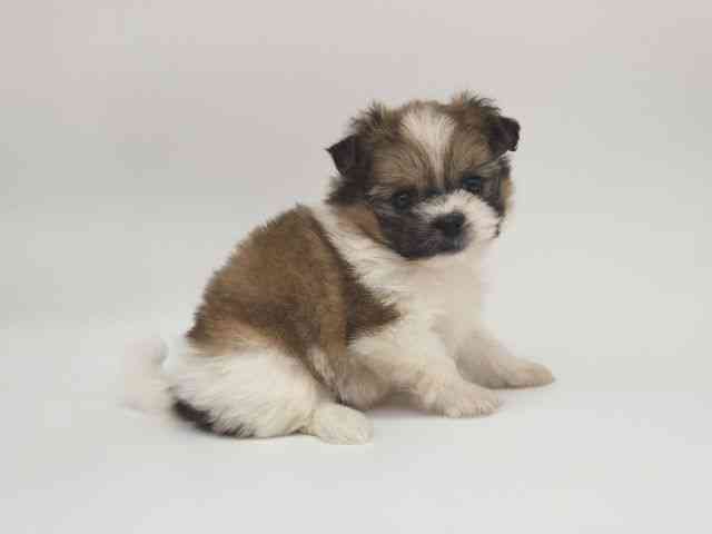 大阪府のポメズー/ポメシーズ(ポメラニアン×シーズー) (ひごペットフレンドリー泉ヶ丘店/2025年10月18日生まれ/女の子/ゴールドホワイト)の子犬の2枚目の画像