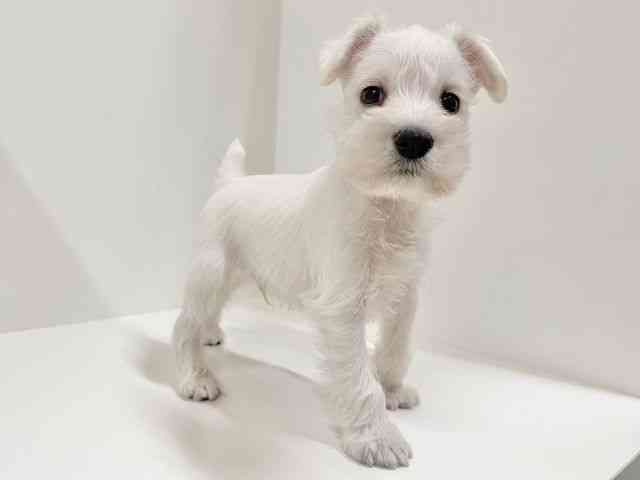 奈良県のミニチュアシュナウザー (ひごペットフレンドリーイオンモール橿原ウエスト・ビレッジ店/2025年10月15日生まれ/男の子/ホワイト)の子犬の2枚目の画像