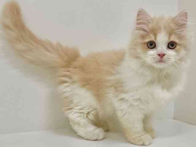 福岡県のサイベリアン (ひごペットフレンドリーリバーウォーク北九州店/2025年10月15日生まれ/男の子/クリームホワイト)の子猫の2枚目の画像