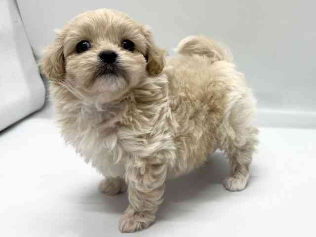 京都府のペキプー(ペキニーズ×プードル) (ひごペットフレンドリー京都店/2025年10月15日生まれ/男の子/クリーム)の子犬の2枚目の画像