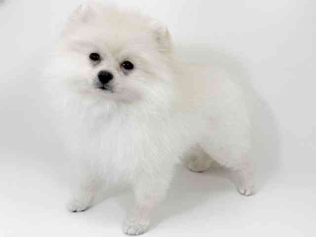 京都府のポメラニアン (ひごペットフレンドリーイズミヤショッピングセンター八幡店/2025年10月18日生まれ/女の子/クリーム)の子犬の2枚目の画像